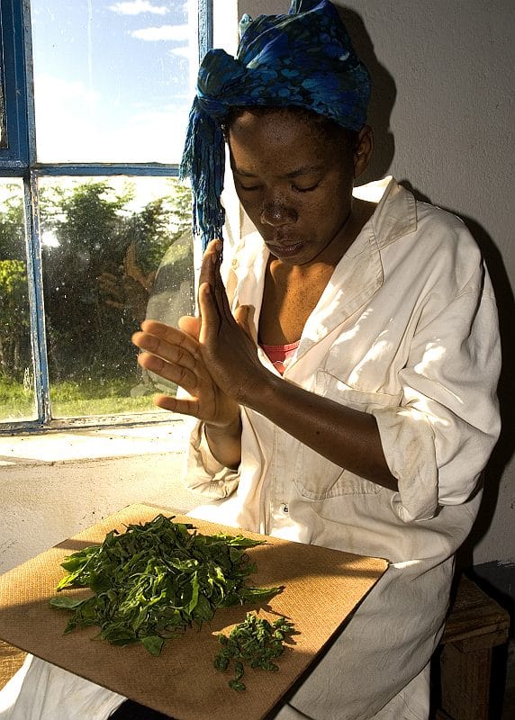 Satemwa Zomba Pearls - Afbeelding 2